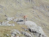 First deer spotted on the hills First deer spotted on the hills