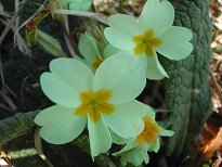 Primroses Primroses