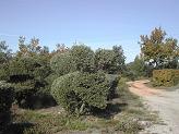 Wayside topiary by the D11 Wayside topiary by the D11