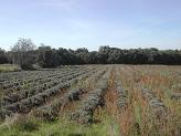 A field of lavender A field of lavender