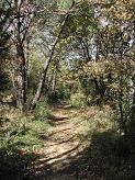 The path through the woods The path through the woods