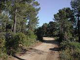 The track through the pinewoods The track through the pinewoods